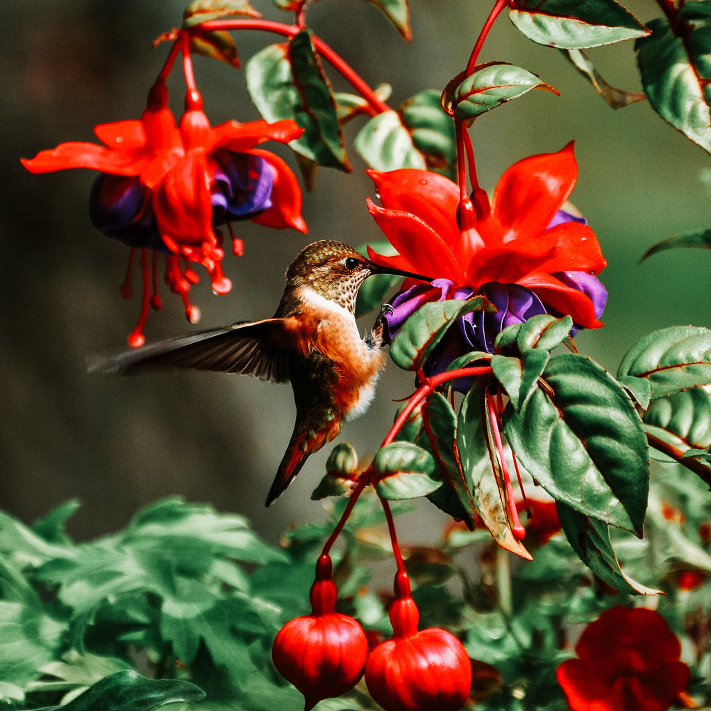 Bird Friendly Gardens